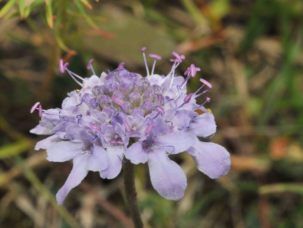 Eine violette Blume