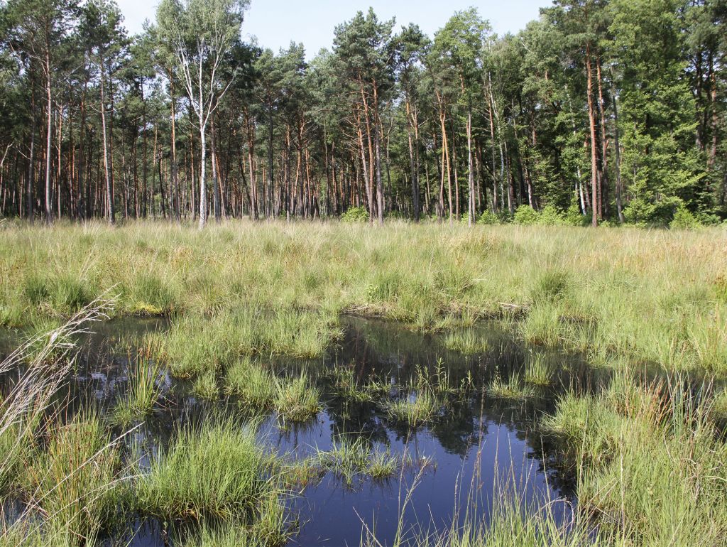 ein Moor vorne Wasser im Hintergrund Bäume